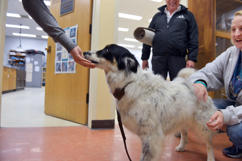 A black and white dog sniff a student's hand